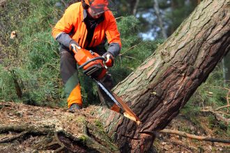 man sawing down tree