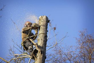 man sawing tree